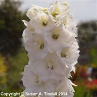 Delphinium Pac Galahad Perennial Plant 9cm - Set of 3